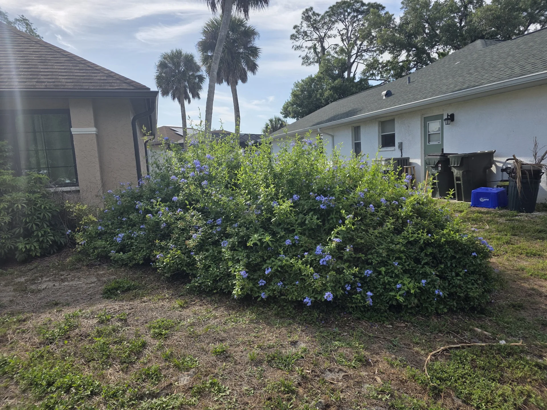 Overgrown plumbago shrub spilling into yard before maintenance